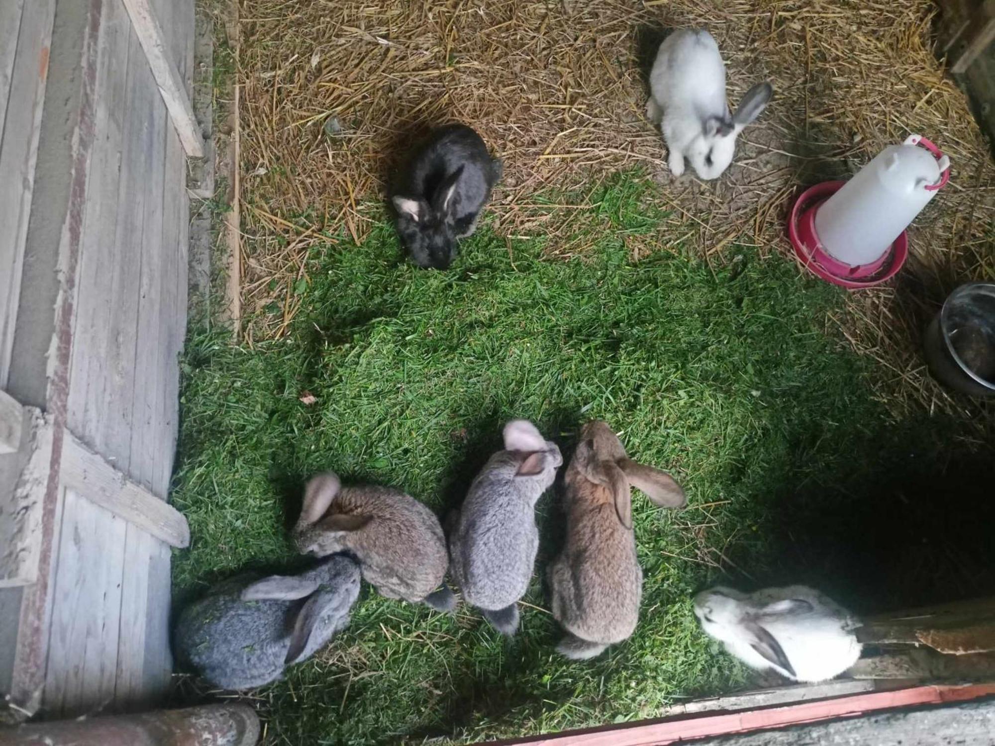 Malinowy Gaj - Agroturystyka Z Alpakami I Innymi Zwierzetami Swietajno  Buitenkant foto